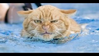 Смешные коты в воде! Подборка 2014!