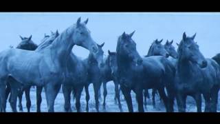 История  Иссык-Кульского конезавода №54 / History of Issyk-Kul stud farm №54
