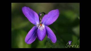 Emile Waldteufel - Valse Les Violettes Op.148