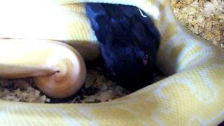 albino burmese kills rabbit part ONE