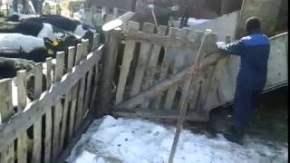 КРС,КРС оптом,телки,телята,бычки,откор,купить,89656176005 +7 965 617 60 05 Звоните!