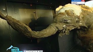 Мамонтенок Юка стал «гвоздем» фестиваля Русского географического общества