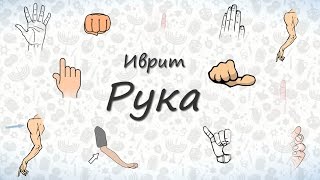 Рука (тело человека). Слова на иврите