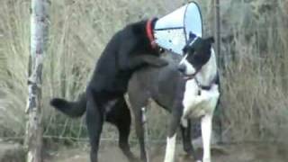 Great Dane Mission Impossible