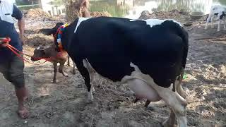 Pure Hf cow for dairy farming in india