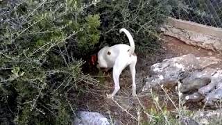 ΣΗΚΩΜΑ ΛΑΓΟΥ Εκπαιδευση ιχνηλατων νεαρες Σβιτς( (Schwyzer Laufhunde)  επιλεκτης εκτροφής μου