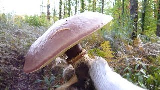 北海道秘密の場所 2019年10月14日 11:50～ きのこ狩り らくよう(虫入りキノコ 山の様子 札幌近郊) mushroom hunting in japan secret place