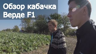 Достойный кабачок Верде F1. Сравнение с Марселла F1 и Паскаль F1.