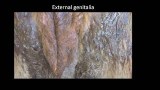 Anatomy of the Vulva, Vestibulum and Vagina in cow