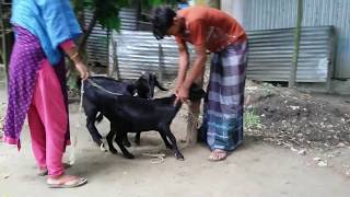 The Best Goat Meeting Video Of 2019 | Cohabitation of Animals
