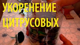 Как укоренить цитрусовые? Ч.1. Как укоренить лимон? How to root Citrus ? How to root a lemon ?