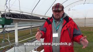 Работа в Польше теплицы сбор КЛУБНИКИ