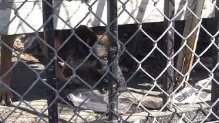 Собаку со сломанной лапой бросили без еды и воды на старой парковке
