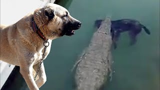 Köpekleri Timsahların Önüne Attılar !! ( Ve Turistlere İzlettiler )