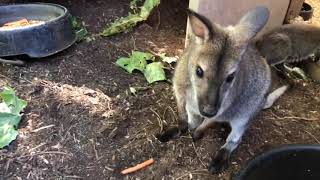 Home Safari - Zoofari Edition - Wallaby