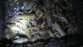 Ловля раков ночью с фонарем на мели