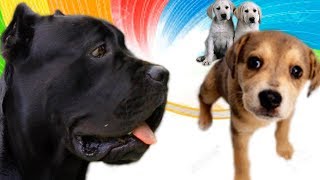 Кормим щенков собаки а Cane Corso Деррек смотрит #3. #canecorso