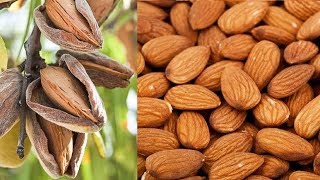 Саженцы миндаля через 4 месяца после посадки
