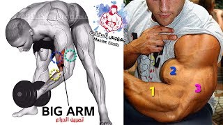 اقوى تمارين الدراع كاملة (جدول تدريبي) كمال الاجسام ? Arm Workout ?