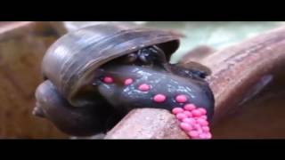КАК УЛИТКА ОТКЛАДЫВАЕТ ЯЙЦА / ЗАВОРАЖИВАЮЩЕЕ ВИДЕО