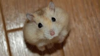 Милые Веселые Хомячки! / Funny Hamster 2015