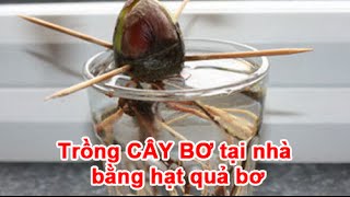 Trồng CÂY BƠ tại nhà bằng hạt quả bơ