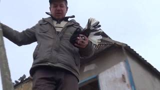 Николаевские голуби.Pigeon. У Володи.