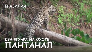 Мир Приключений - Два ягуара на охоте. Пантанал. Бразилия. The two jaguars on the hunt. Pantanal.