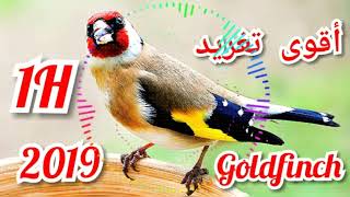 أقوى تغريد الحسون للتلقين و التحفيز على التغريد 2019