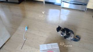 Pudge vs. the Fly