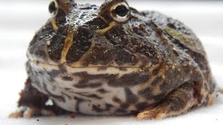how to care for your pacman frog  (Ceratophrys)