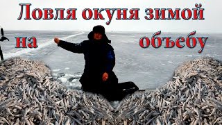 Ловля окуня зимой на блесну и объебу.