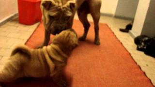 Shar pei puppy 2
