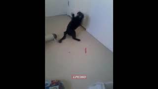 Funny Videos   It&#039;s the little things that bother me too