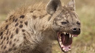 Пятнистая гиена - Spotted Hyena (Энциклопедия животных)