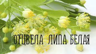 ОТЦВЕЛА ЛИПА БЕЛАЯ (Почему же ты замужем?) / Разбор на гармони