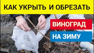 Как укрывать виноград, обрезать виноград, при какой температуре укрывать виноград,  способ укрытия
