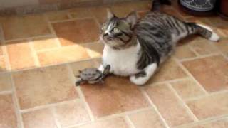 Котэ и черепаха | Котач :3