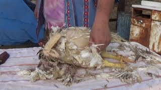 CHICKEN SLAUGHTER