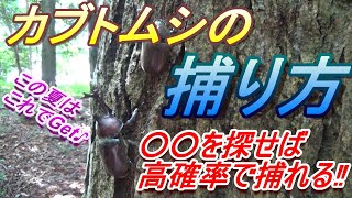 カブトムシの捕り方を教えよう　の巻