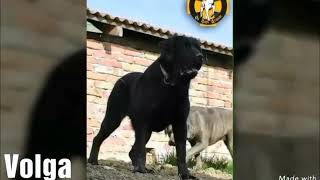 Serbian defense dog Neo x Volga puppies for sale
