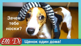 Скрытая Камера Щенок один дома Собака Джина Elli Di Pets