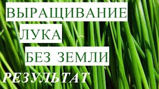 Результат Выращивания Лука без Земли. Волшебные Ящики.
