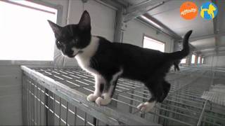 Alimentación y cuidados - Los mitos en gatos - Más que perros y gatos 5