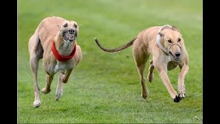 Dhok Gad race #11 | Racing greyhounds | Greyhound track race