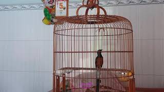 Tiếng chim chích chòe lửa mái kích trống hót hay