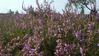 Heideblüte - Die Lüneburger Heide blüht