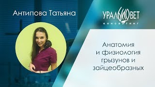 Анатомия и физиология грызунов и зайцеобразных. Антипова Татьяна #убвк_экзотические_животные
