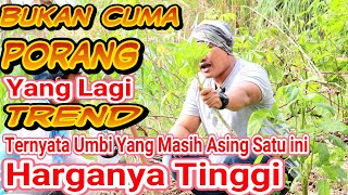 Selain Porang, Umbi Satu ini Tidak Familliar Tapi Memiliki Nilai Jual Yang Tinggi