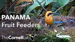 Panama Fruit Feeder Cam at Canopy Lodge | Cornell Lab